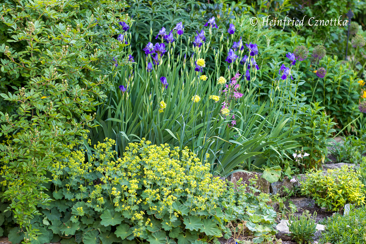 Deutsche Schwertlilie, Iris germanica, Allium obliquum, Scharfer Gelblauch, Frauenmantel