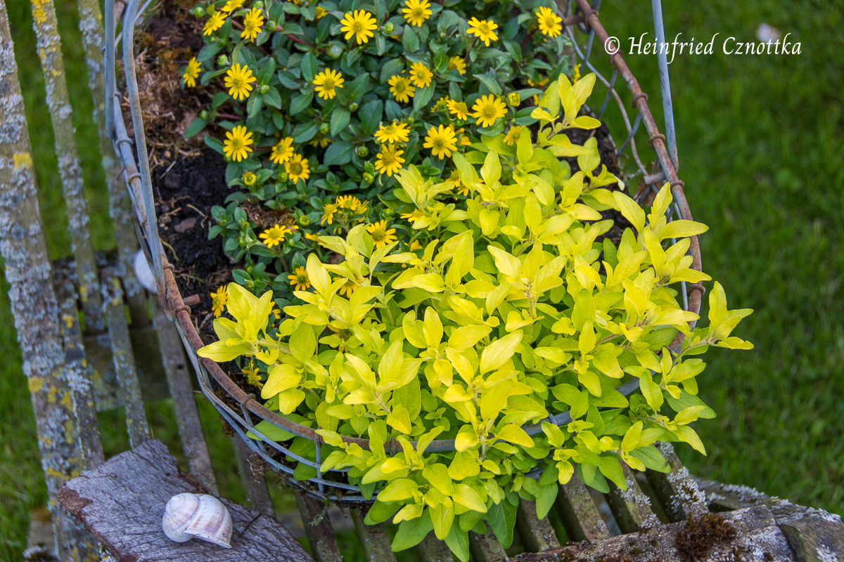 Goldoregano (Origanum vulgare) "Goldtaler" mit Husarenknöpfchen (Sanvitalia procumbens)