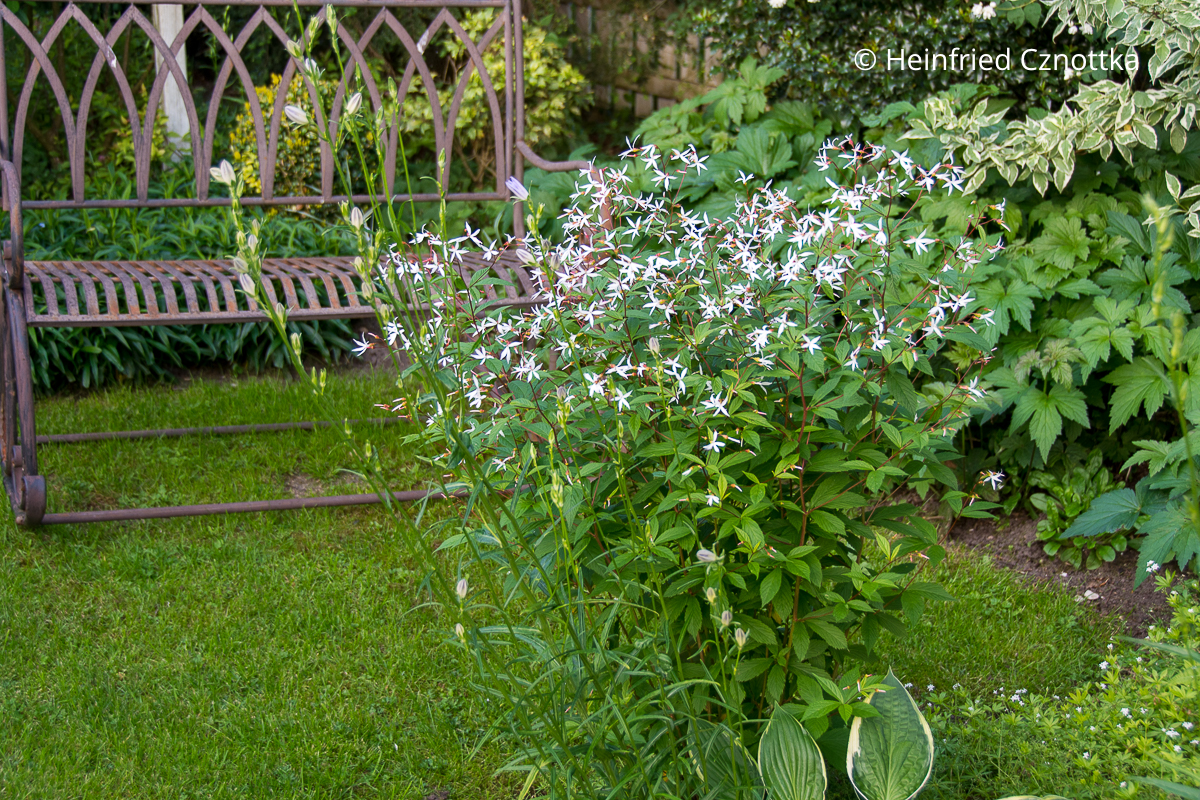 Die Dreiblattspiere (Gillenia trifoliata) wächst aufrecht und buschig