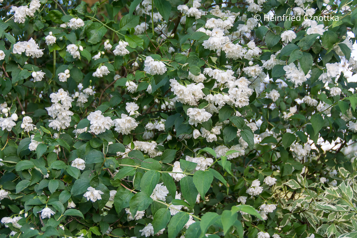 Duftendes Gehölz: Bauernjasmin oder Europäischer Pfeifenstrauch (Philadelphus coronarius) mit weißen Blüten