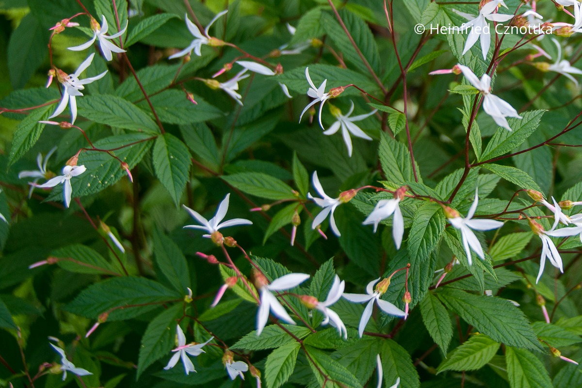 Die Blätter der Dreiblattspiere (Gillenia trifoliata) sind dreigeteilt
