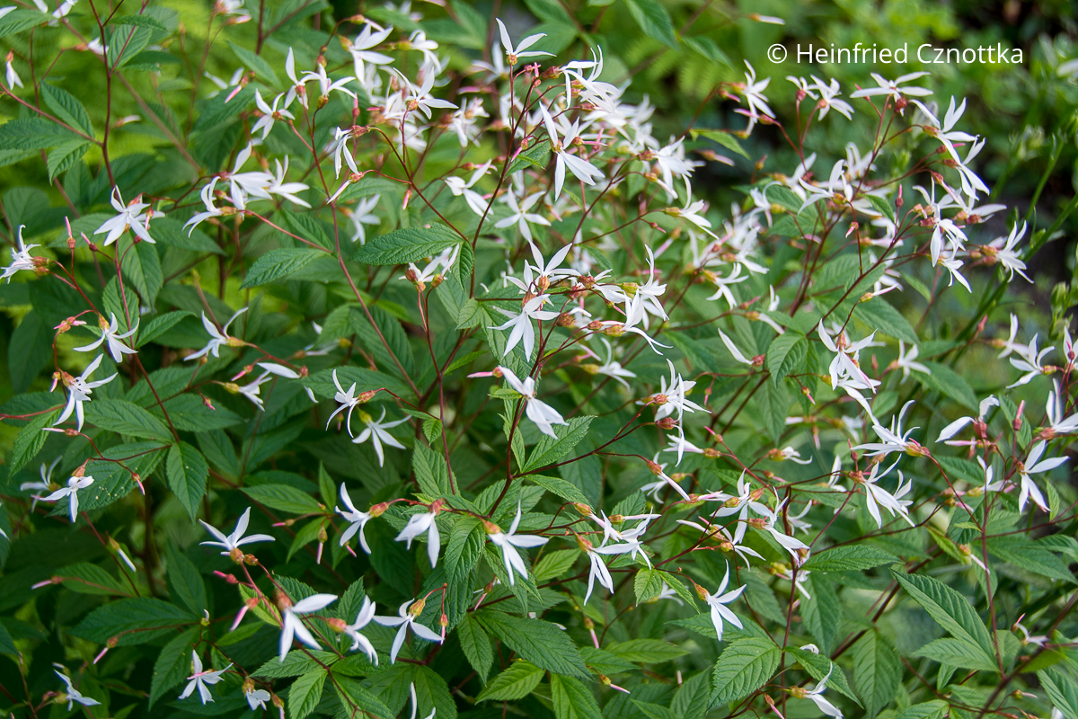 Zarte sternförmige Blüten tanzen über der Dreiblattspiere (Gillenia trifoliata)