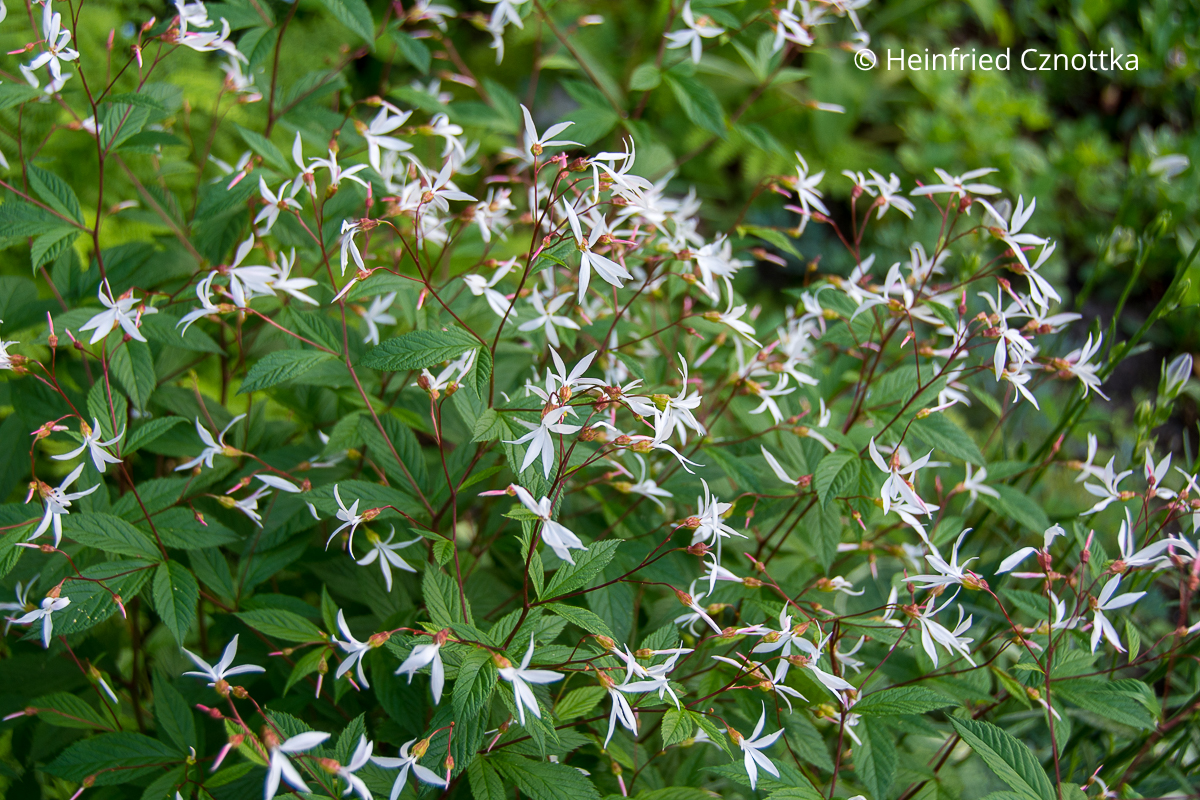 Eine zierliche, romantische Staude: die Dreiblattspiere (Gillenia trifoliata)