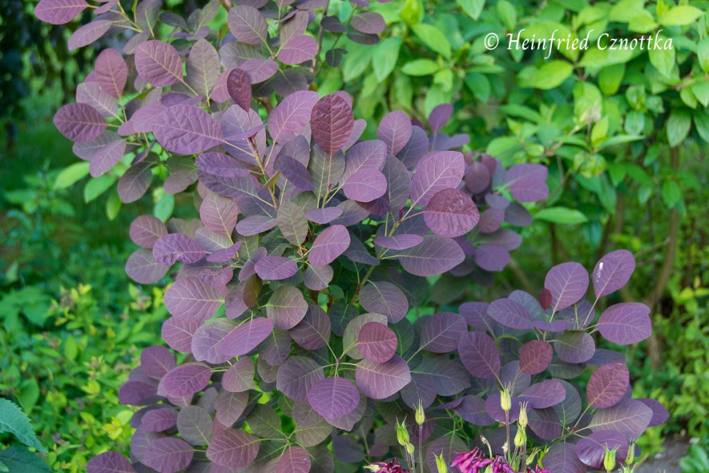 Kombination, Pflanzpartner für Perückenstrauch, Cotinus coggygria 'Royal Purple'