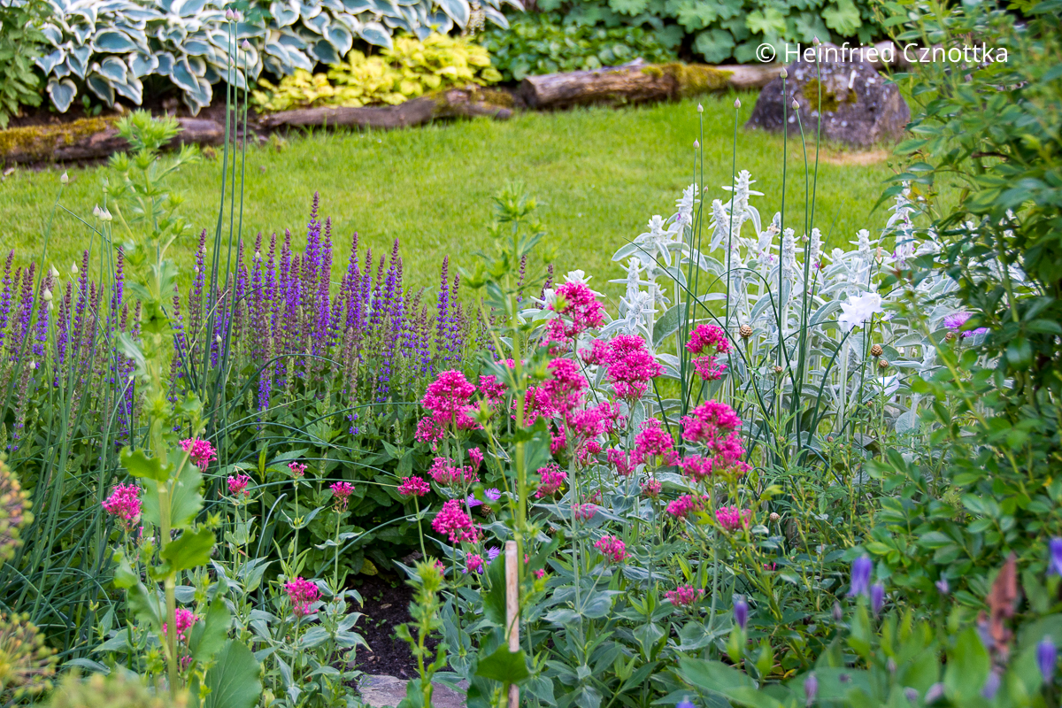 Steppen-Salbei (Salvia nemorosa) 'Ostfriesland', Rote Spornblume (Centranthus ruber) 'Coccineus' und Wollziest (Stachys byzantina)
