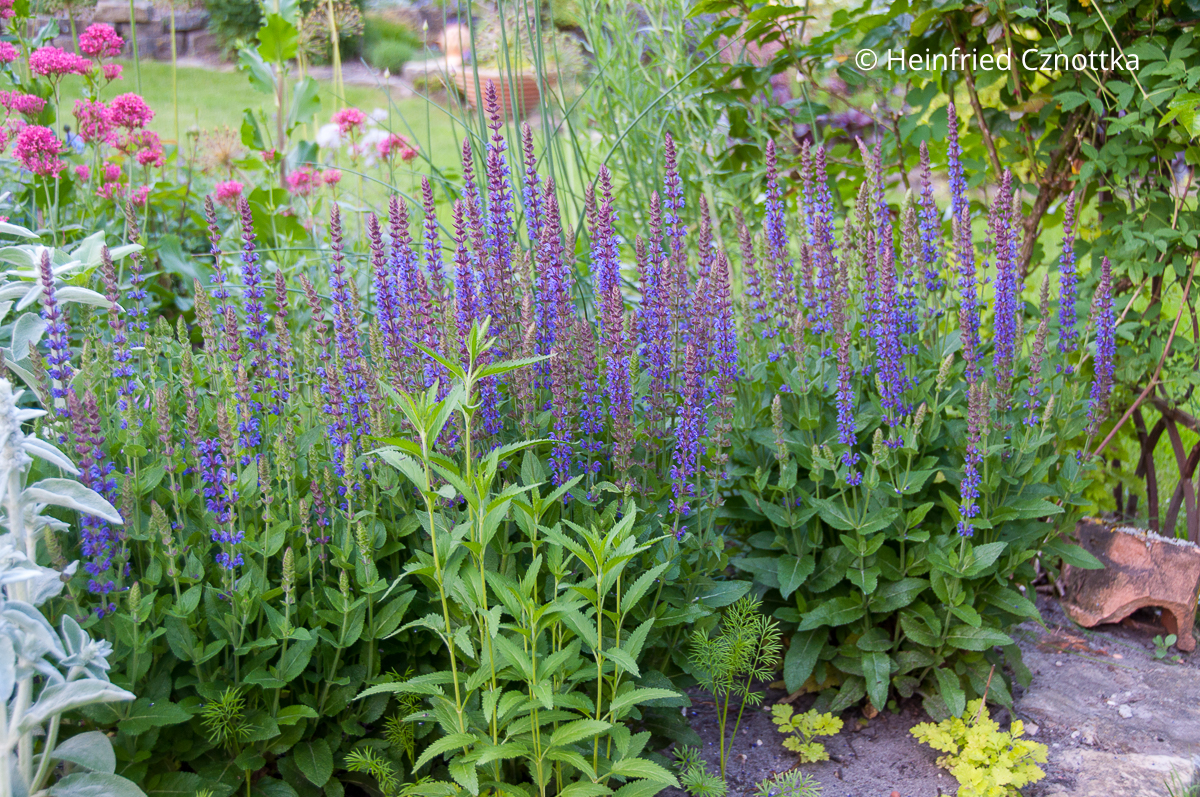 Steppen-Salbei (Salvia nemorosa) 'Ostfriesland' mit violett-blauen Blüten