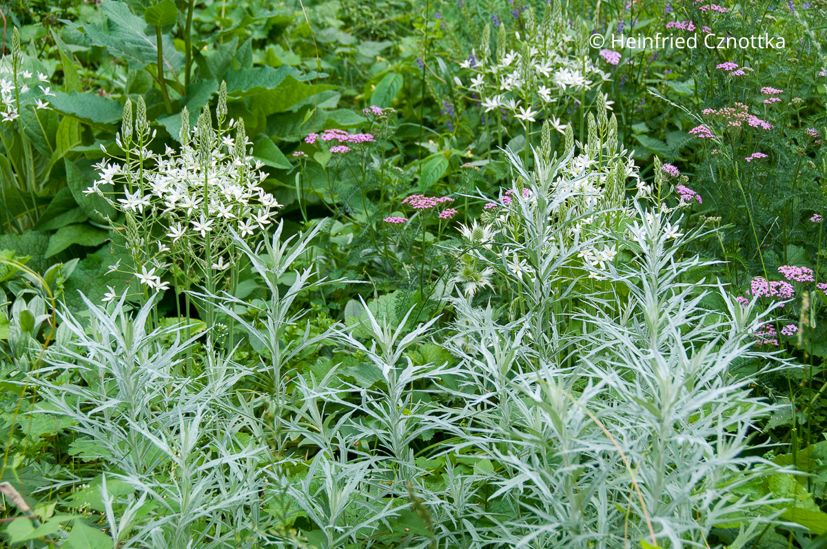 Silbriger Beifuß (Artemisia ludoviciana), Milchstern (Ornithogalum) und rosa Schafgarbe (Achillea) sind ein romantisches Trio. Silbriger Beifuß (Artemisia ludoviciana), Milchstern (Ornithogalum) und rosa Schafgarbe (Achillea) sind ein romantisches Trio.