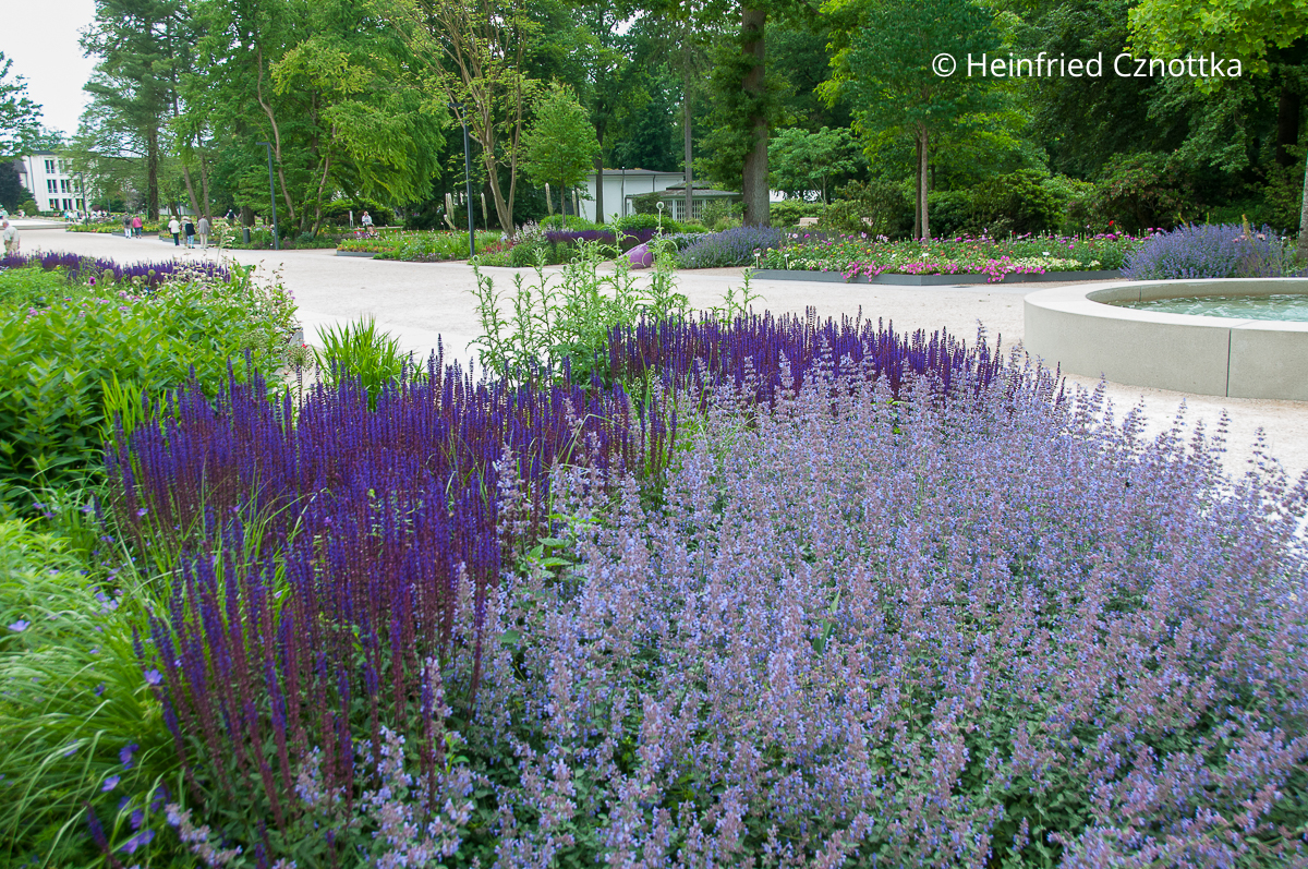 Wiederholung: violetter Steppen-Salbei (Salvia nemorosa) mit blau-violetter Katzenminze (Nepeta) in großzügigen Gruppen (GS Bad Lippspringe)