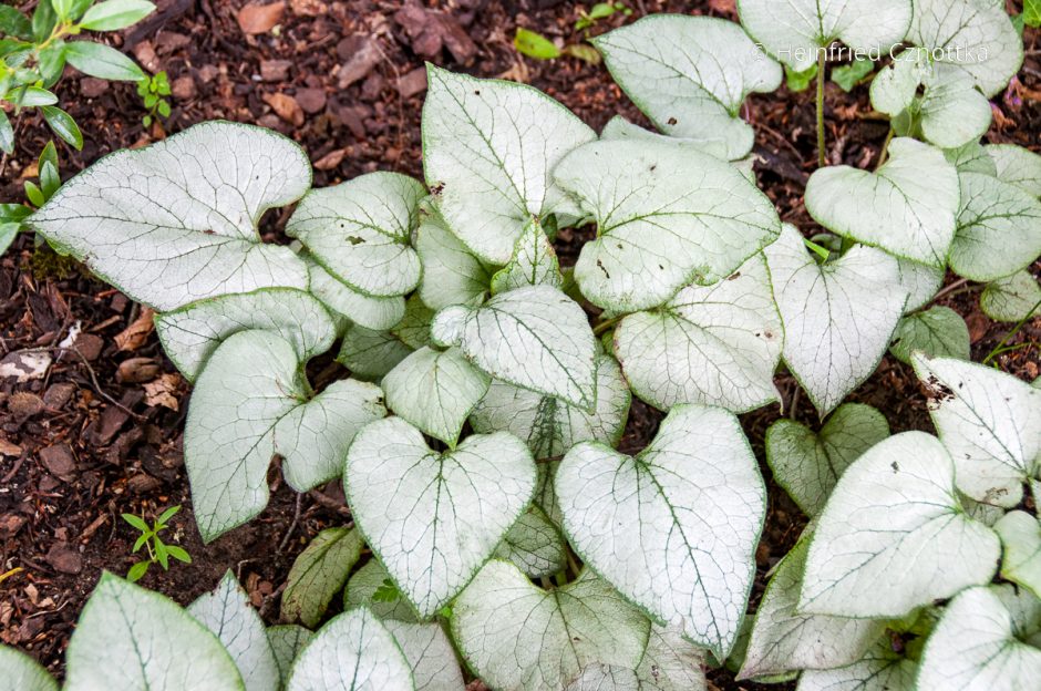 Staude des Jahres 2025 KaukasusVergissmeinnicht (Brunnera macrophylla