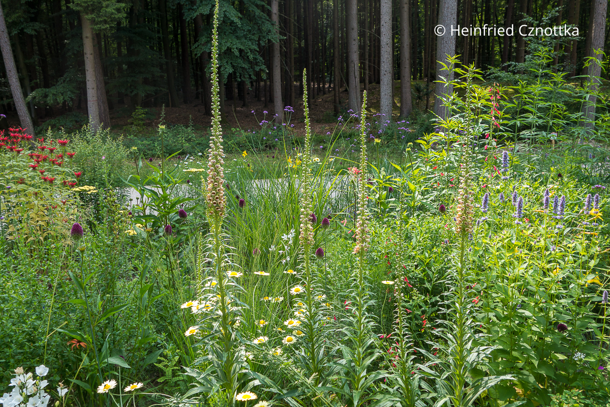 Rostfarbiger Fingerhut (Digitalis ferruginea) im Staudenbeet vor einer Waldkulisse Rostfarbiger Fingerhut (Digitalis ferruginea) im Staudenbeet vor einer Waldkulisse