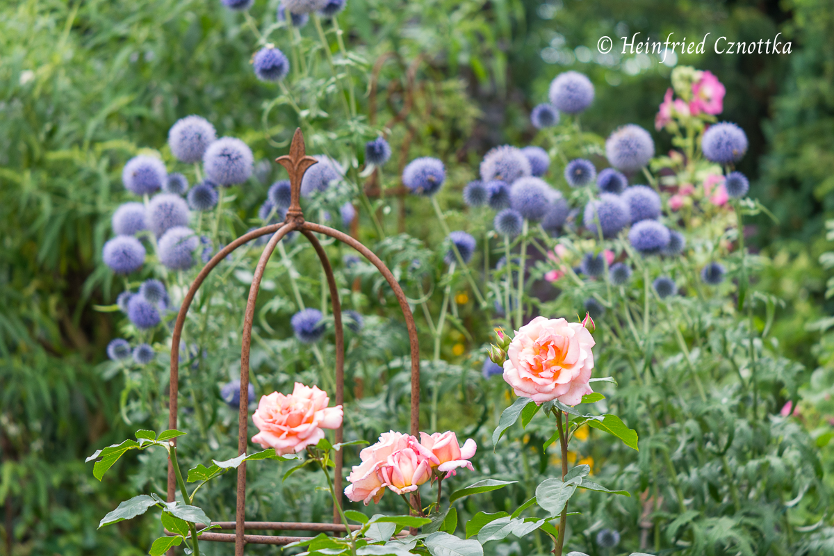 Farbe im Garten: Rose 'Compassion' mit Kugeldistel (Echinops ritro) in Pastellfarben