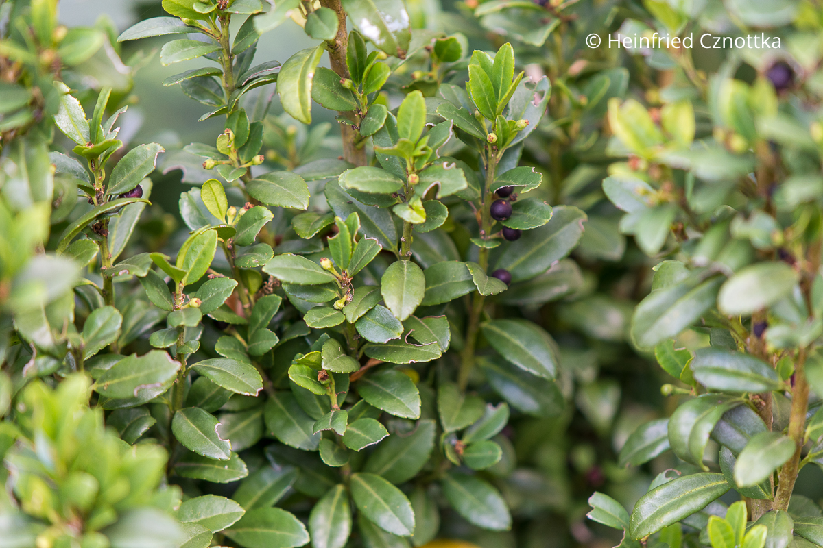 Buchsbaumersatz: Japanische Hülse oder Berg-Ilex (Ilex crenata) Buchsbaumersatz: Japanische Hülse oder Berg-Ilex (Ilex crenata)