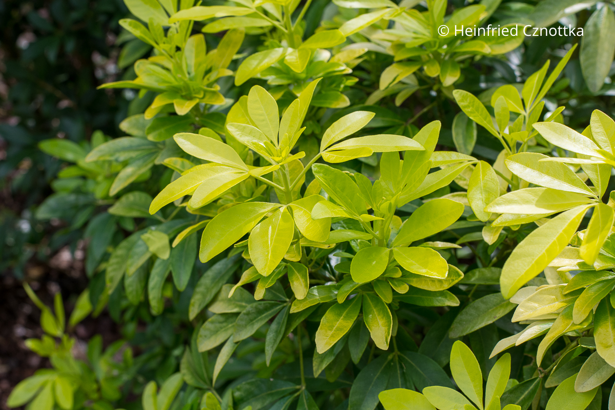 Orangenblume (Choisya ternata) 'Sundance' mit hellgrünen jungen Blättern
