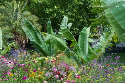 Exotischer Wechselflor mit Bananen, einem rotlaubigen Wunderbaum (Ricinus communis) und Argentinischem Eisenkraut (Verbena bonariensis) Exotischer Wechselflor mit Bananen, einem rotlaubigen Wunderbaum (Ricinus communis) und Argentinischem Eisenkraut (Verbena bonariensis)