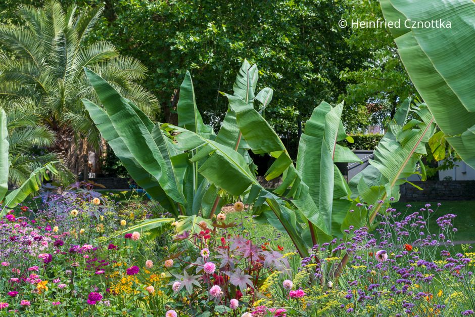 Exotischer Wechselflor mit Bananen, einem rotlaubigen Wunderbaum (Ricinus communis) und Argentinischem Eisenkraut (Verbena bonariensis)
