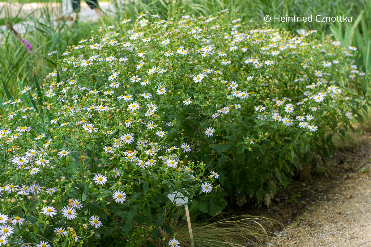 Großblütige Schönaster (Kalimeris incisa) 'Madiva'