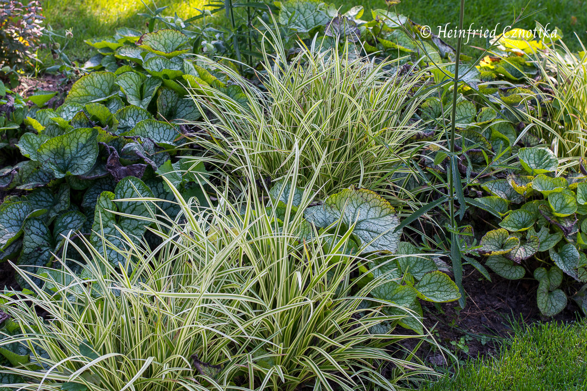 Immergrüne Pflanzen: Weißrand-Japan-Segge(Carex morrowii )"Variegata" mit Kaukasusvergissmeinnicht "Jack Frost" 