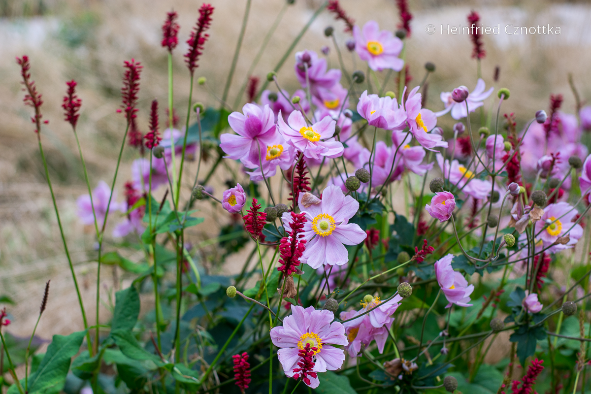 Herbst-Anemone kombinieren: dunkelroter Kerzen-Knöterich (Persicaria amplexicaulis) und Herbst-Anemone (Anemone japonica-Hybride) Herbst-Anemone kombinieren: dunkelroter Kerzen-Knöterich (Persicaria amplexicaulis) und Herbst-Anemone (Anemone japonica-Hybride)