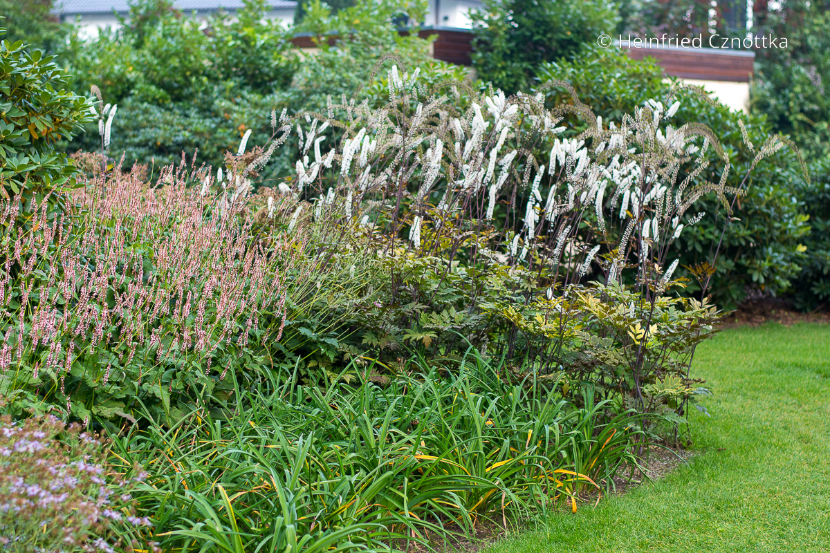 Herbstbeet gestalten: rosa Kerzen-Knöterich (Persicaria amplexicaulis) 'Rosea' und Silberkerze (Actaea) Herbstbeet gestalten: rosa Kerzen-Knöterich (Persicaria amplexicaulis) 'Rosea' und Silberkerze (Actaea)
