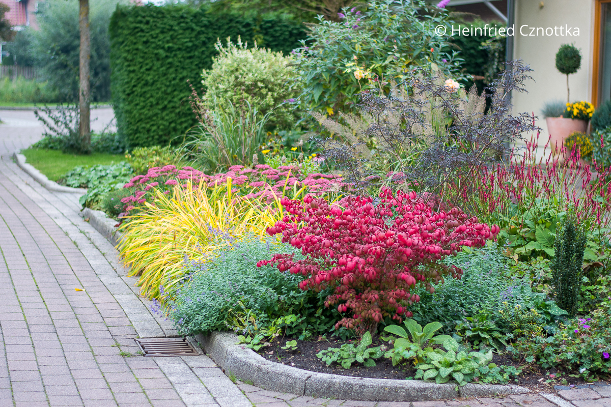 Leuchtendes Herbstbeet mit Taglilie (Hemerocallis), Korkflügelstrauch (Euonymus alatus) 'Compactus', Hoher Fetthenne (Hylotelephium spectabile syn. Sedum spectabile) 'Brillant' und der Katzenminze Leuchtendes Herbstbeet mit gelbem Laub der Taglilie (Hemerocallis), leuchtend rotem Korkflügelstrauch (Euonymus alatus) 'Compactus', Hoher Fetthenne (Hylotelephium spectabile syn. Sedum spectabile) 'Brillant' in Rosa und bläulichem Laub der Katzenminze