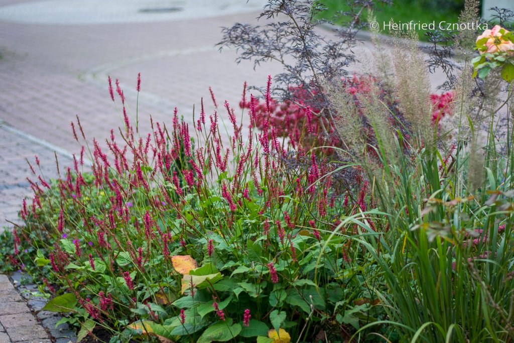 KerzenKnöterich (Persicaria amplexicaulis) pflanzen und kombinieren