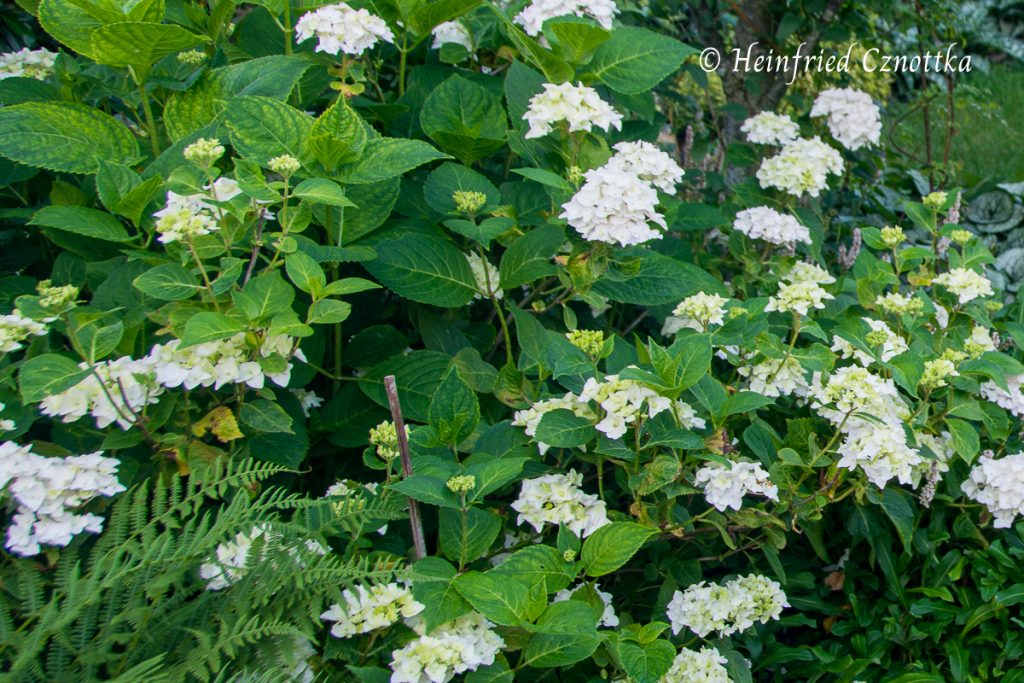 Ballhortensie 'The Bride' (Hydrangea macrophylla) Endless Summer 'The Bride'