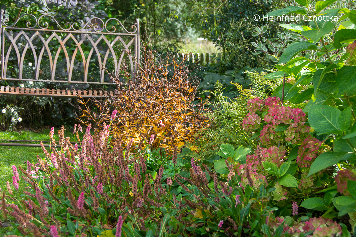 Gelborange leuchten die Blätter der Dreiblattspiere (Gillenia trifoliata) im Herbst neben den späten Blüten von Schecken-Knöterich (Polygonum affine) und der Hortensie 'The Bride'.