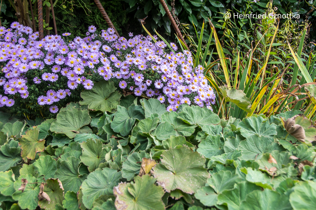 Kleine runde Blüten der Kissenaster (Aster dumosus) werden hier in Szene gesetzt von dem großen runden Laub des Frauenmantels (Alchemilla mollis).