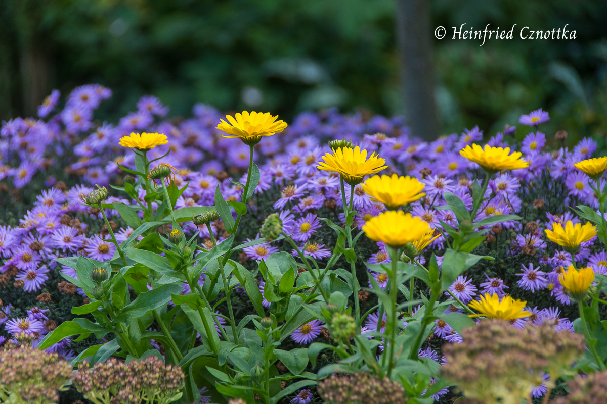 Gelbe Ringelblumen und violette Astern