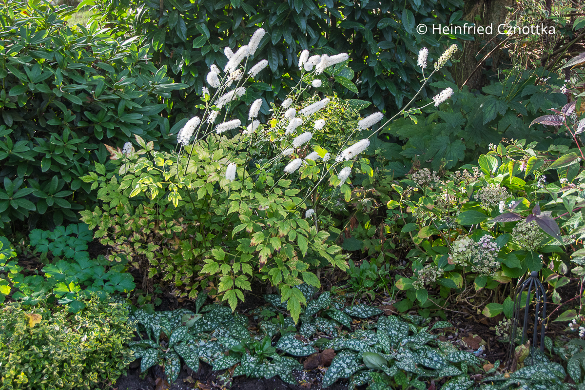 Silberkerze (Actaea) 'Armleuchter' und Lungenkraut (Pulmonaria) 'Trevi Fountain' 