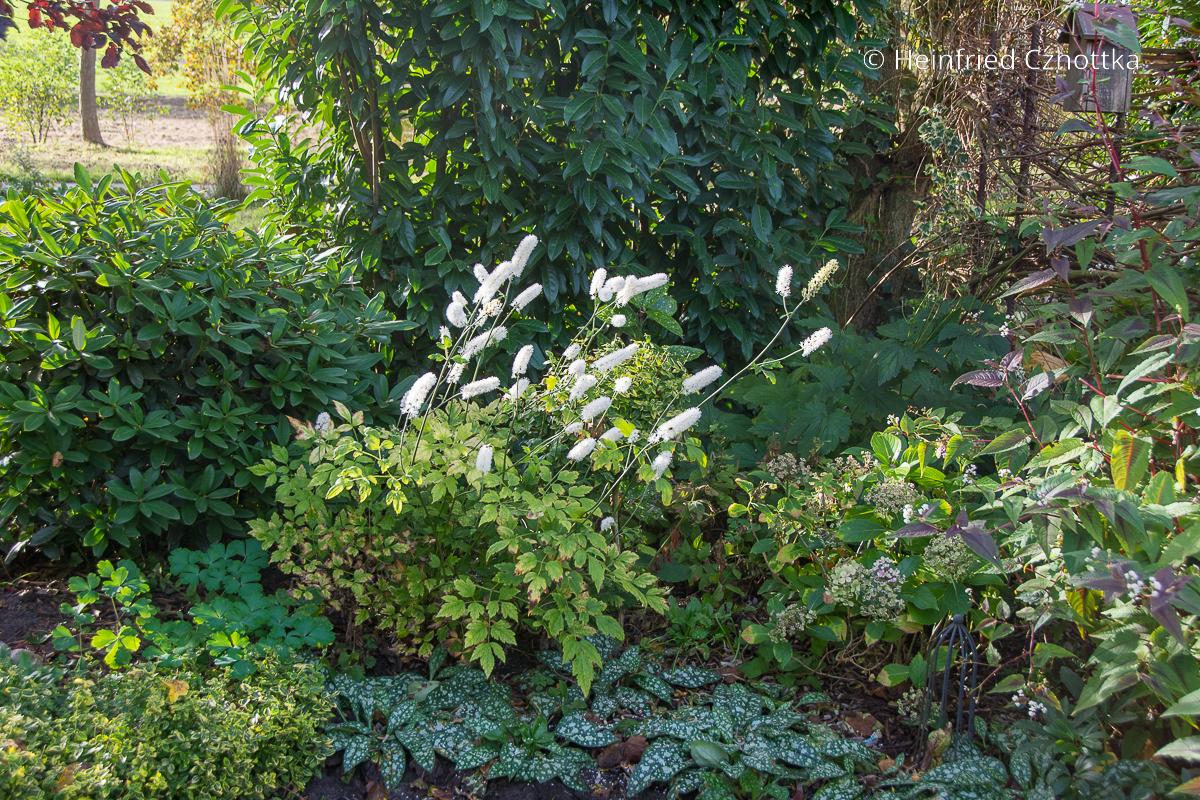 Silberkerze kombinieren: Oktober-Silberkerze (Actaea simplex) 'Armleuchter' und Lungenkraut (Pulmonaria saccharata) 'Trevi Fountain' Silberkerze kombinieren: Oktober-Silberkerze (Actaea simplex) 'Armleuchter' und Lungenkraut (Pulmonaria saccharata) 'Trevi Fountain'