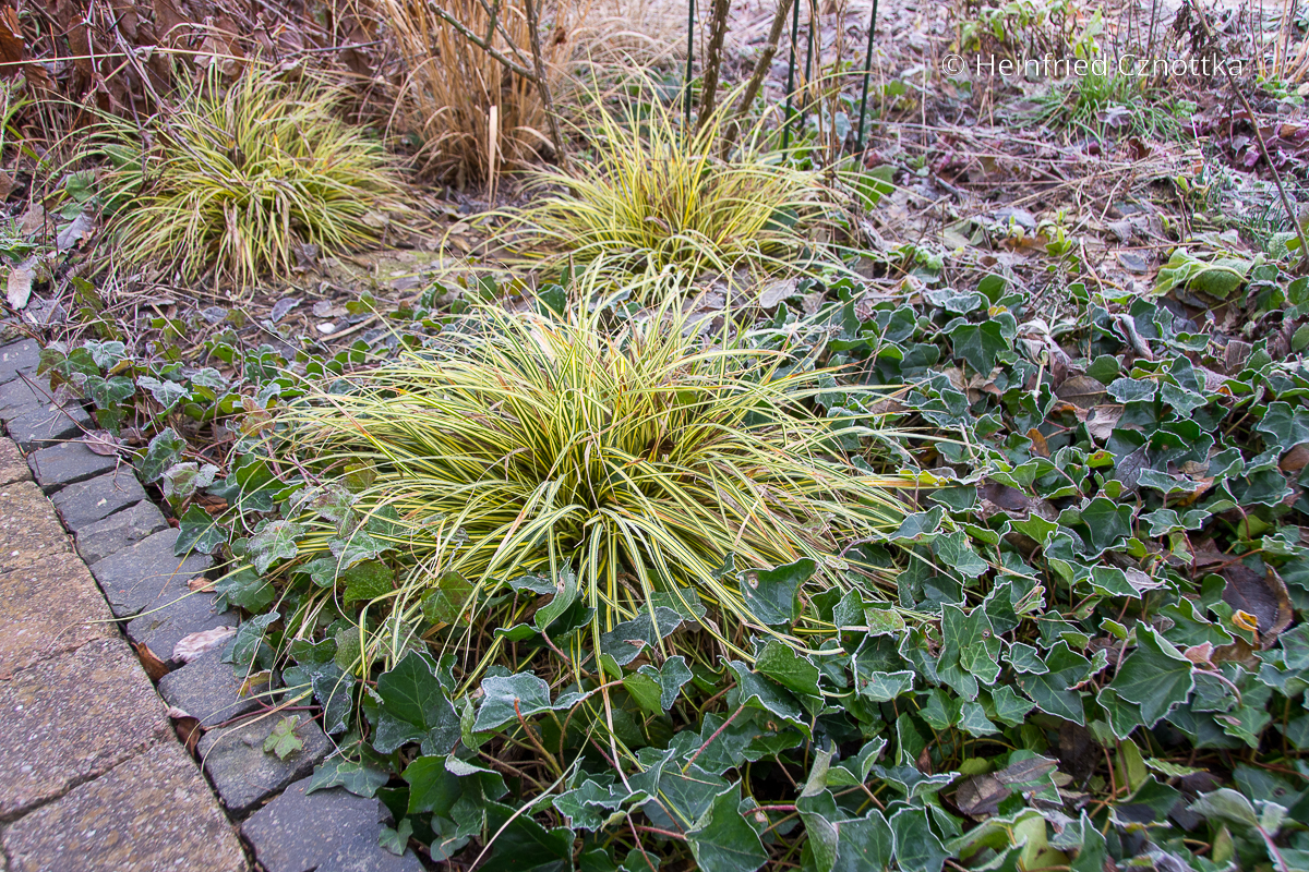 Immergrüne winterharte Pflanzen: Efeu und Japan-Gold-Segge (Carex oshimensis) 'Evergold'
