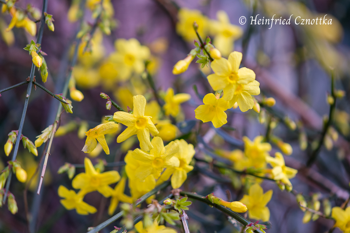 Leuchtend gelbe Blüten des Winterjasmins (Jasminum nudiflorum)