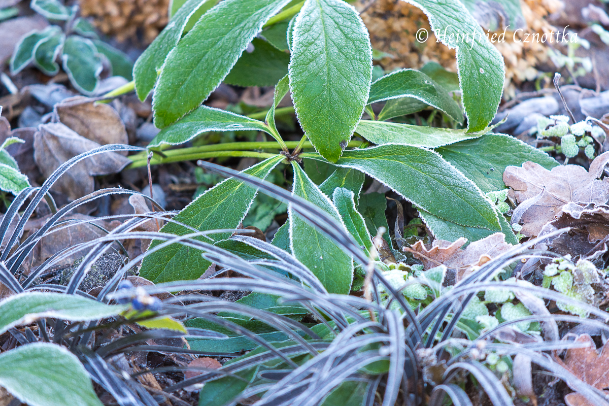 Blätter einer Lenzrose (Helleborus orientalis-Hybride) zusammen mit Schwarzem Schlangenbart v(Ophiopogon planiscapus 'Nigrescens')  vom Frost überhaucht