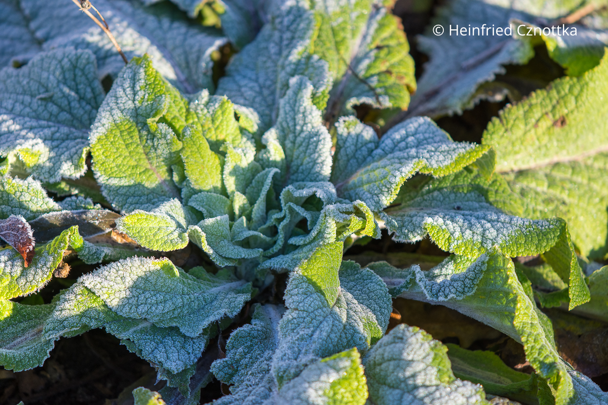 Eine Rosette des Roten Fingerhutes (Digitalis purpurea) im Winter mit Raureif Eine Rosette des Roten Fingerhutes (Digitalis purpurea) im Winter mit Raureif