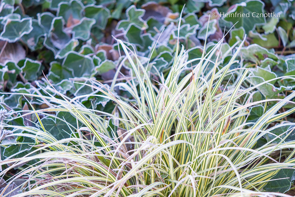 Immergrüne winterharte Pflanzen: Efeu und Japan-Gold-Segge (Carex oshimensis) 'Evergold' vom Frost bereift