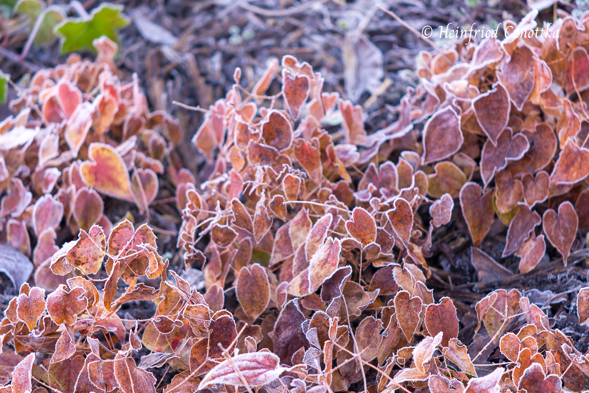 Elfenblume (Epimedium x versicolor) 'Versicolor' mit  rötlichen Blättern und Frostüberzug