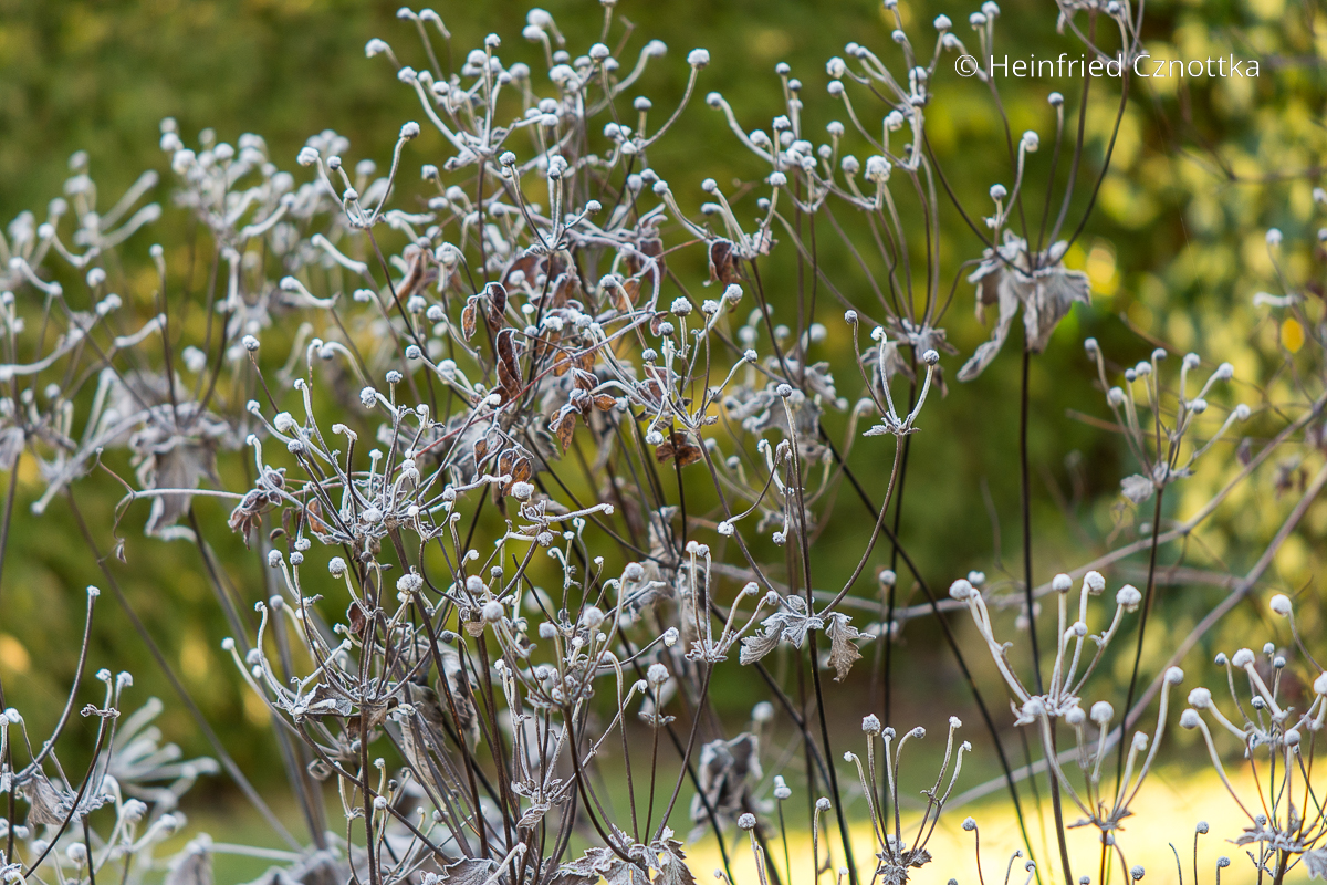 Winteraspekt im Garten: Samenstände der Herbst-Anemone mit Raureif Winteraspekt im Garten: Samenstände der Herbst-Anemone mit Raureif