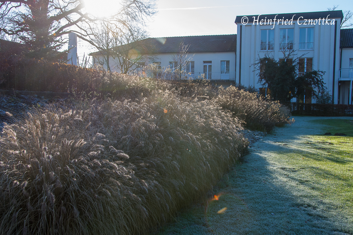 Lampenputzergras im Gegenlicht, Winter, Gartenschau, am Parkhotel Bad Lippspringe