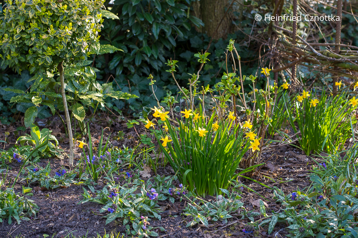 Frühlingsbeet: Lungenkraut (Pulmonaria) 'Trevi Fountain' und Narzissen