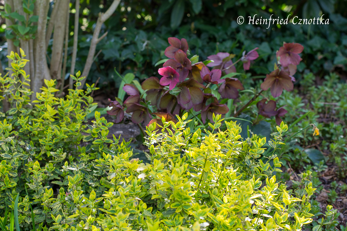 Ein schöner Kontrast: dunkelrote Blüten einer Lenzrose zum gelbgrünen Laub der immergrünen Kriechspindel (Euonymus fortunei 'Emerald and Gold').