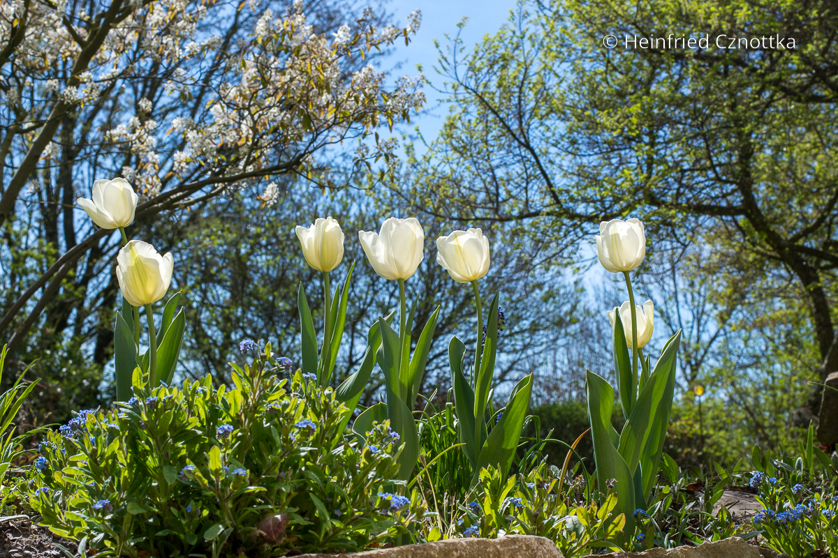 Weiße Tulpen und Vergissmeinnicht