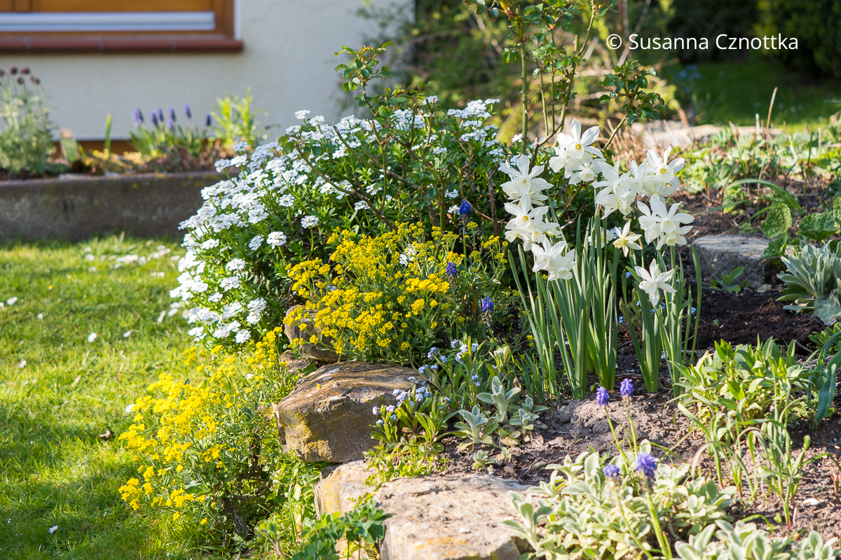 Frühlingsbeet gestalten: Schleifenblume (Iberis sempervirens), Felsen-Steinkraut (Aurinia saxatilis) und weiße Narzissen 'Thalia'