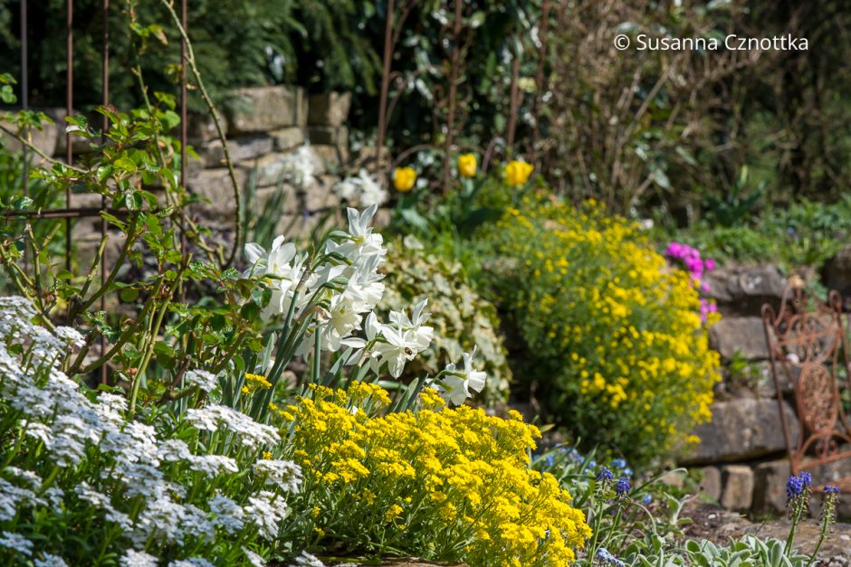 Frühlingsbeete gestalten: Schleifenblume (Iberis sempervirens), Felsen-Steinkraut (Aurinia saxatilis) und weiße Narzissen 'Thalia'