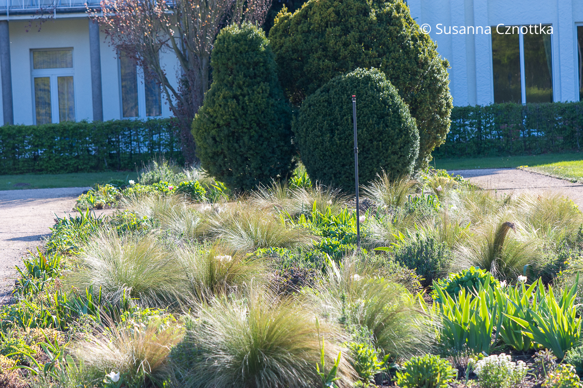 Horste des Zarten Federgrases (Nassella tenuissima) in einem Beet im Frühling Horste des Zarten Federgrases (Nassella tenuissima) in einem Beet zwischen austreibenden Stauden im Frühling