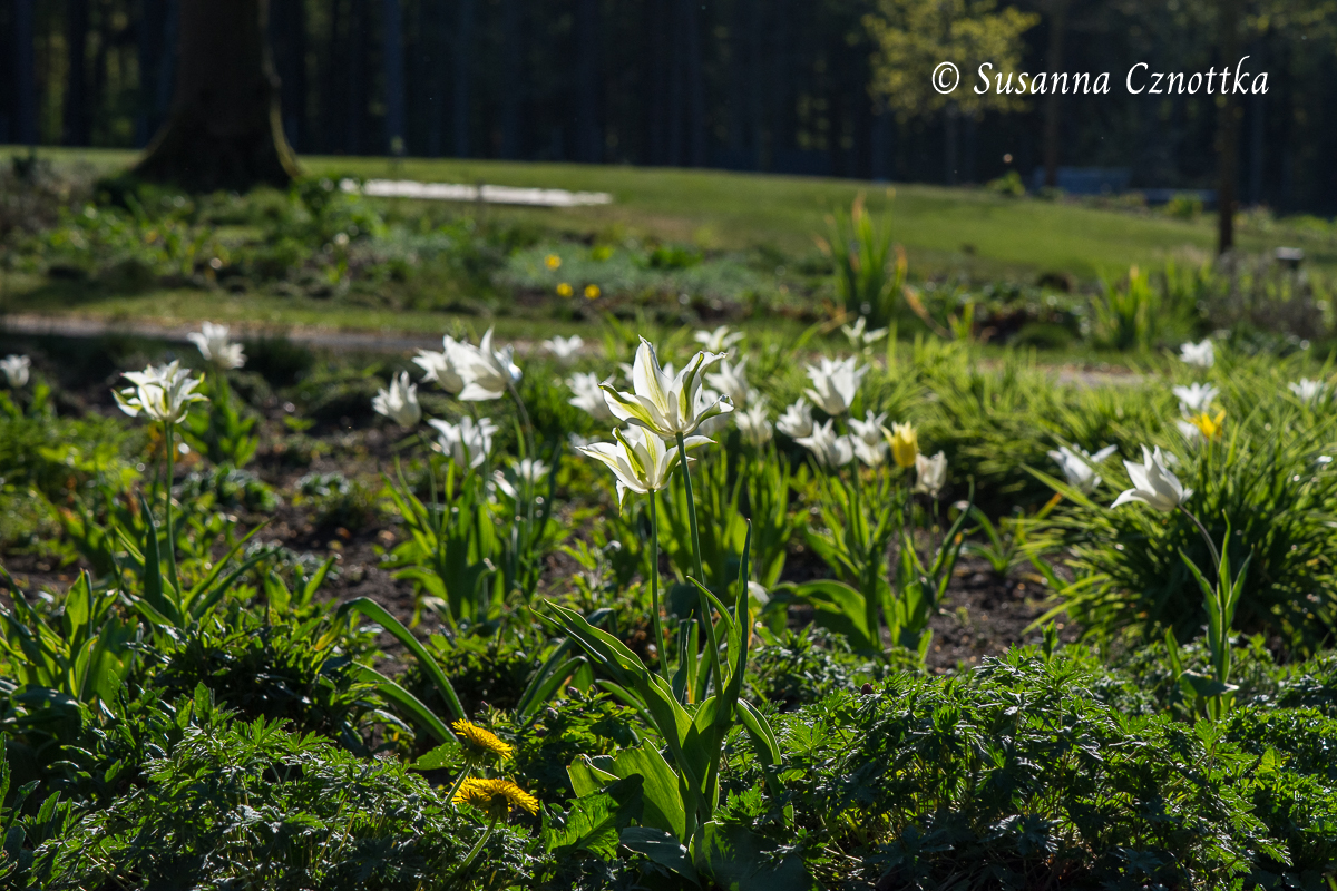 Gartenschau Bad Lippspringe, Zarte Tulpen im Gegenlicht 