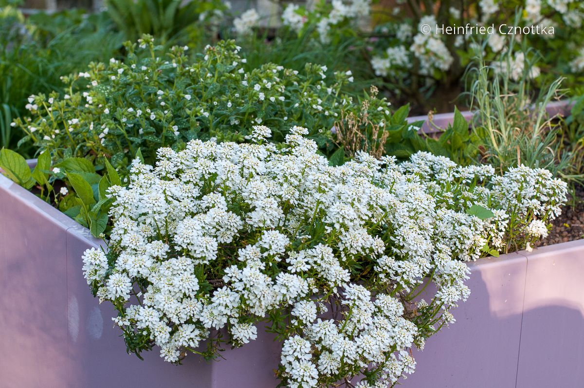 Immergrüne Schleifenblume (Iberis sempervirens) mit weißem Lungenkraut (Pulmonaria)