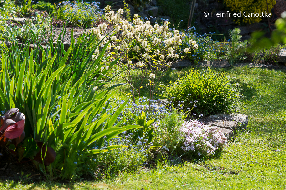 Zwerg-Federbuschstrauch (Fothergilla gardenii) 'Blue Shadow' im Frühlingsbeet