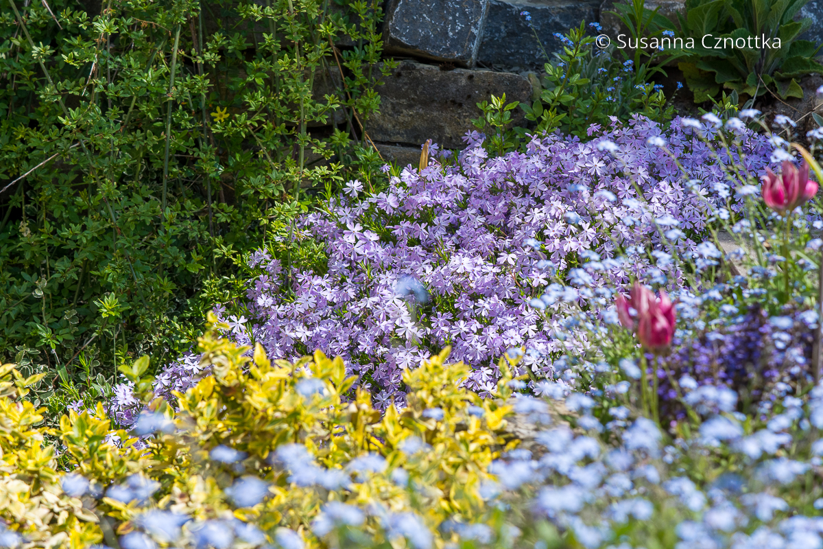 Polster-Phlox (Phlox subulata) 'Emerald Cushion Blue' neben dem gelbgrün panaschierten Laub der Kriechspindel (Euonymus fortunei) 'Emerald 'n' Gold'