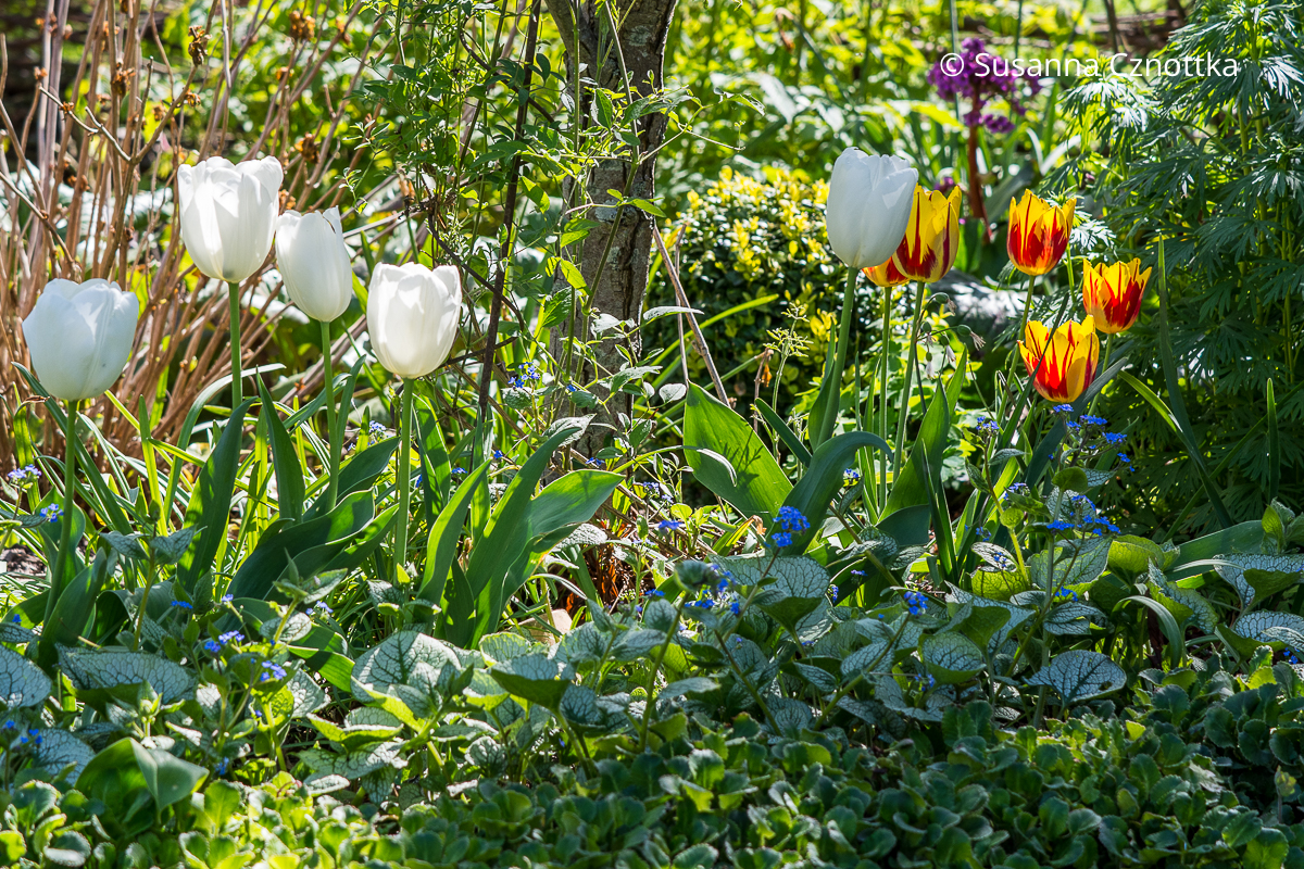 Frühlingsbeet: Kaukasus-Vergissmeinnicht (Brunnera macrophylla) 'Jack Frost'  mit weiß panaschierten Blätternund weiße Tulpen